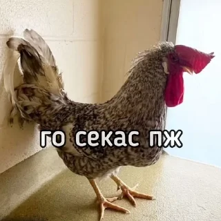 🥹 emoji Куринные будни • @musqw5 Telegram sticker 9 of 120
