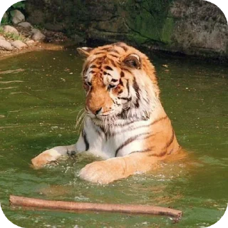👍 emoji тигр🐯 Telegram sticker 22 of 32
