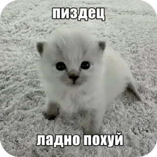 🐱 emoji хз @Agent_00007 Telegram sticker 11 of 98
