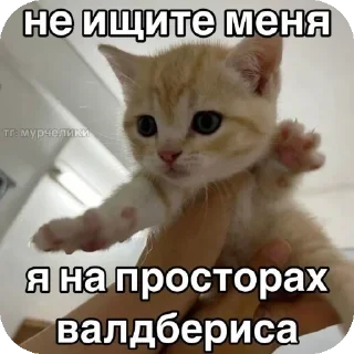 🐱 emoji хз @Agent_00007 Telegram sticker 24 of 98