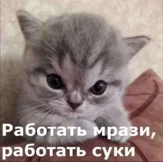 🌟 emoji Шиза Абобы228 :: @Aboba228_011 @fStikBot Telegram sticker 13 of 120