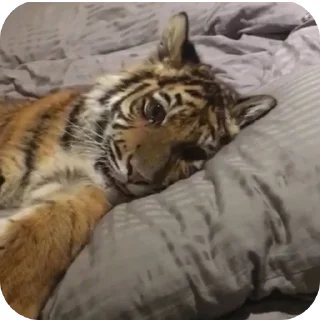 🐱 emoji тигр🐯 Telegram sticker 23 of 32