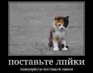 🌟 emoji Злые котята Telegram sticker 10 of 50