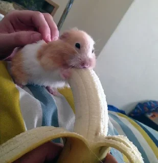 🍌 emoji не але Telegram sticker 19 of 120