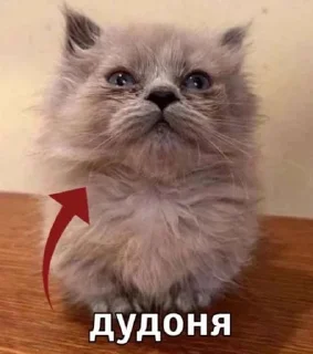 Sticker from писькасиська228