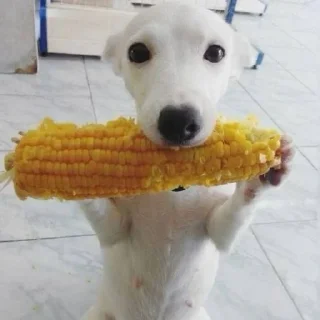 🌽 emoji yuuums Telegram sticker 6 of 98