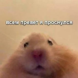 🎀 emoji Будь милым 🎀 Telegram sticker 19 of 76