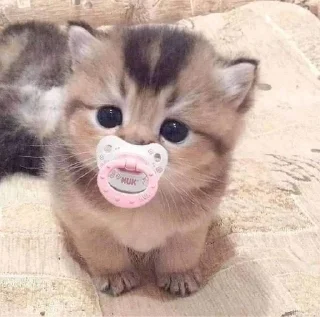 Sticker from c(utie) cat