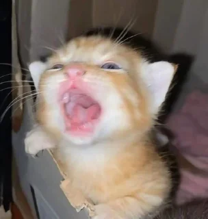 😩 emoji c(utie) cat Telegram sticker 5 of 29