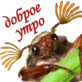 🥰 emoji жуки пауки Telegram sticker 17 of 100