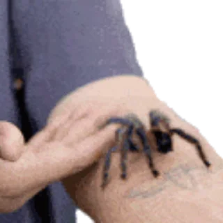 🕷 emoji Пауки 🕸 @freetopsticker Telegram sticker 21 of 29