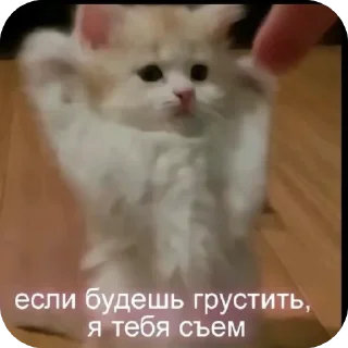 👍 emoji Котики Telegram sticker 2 of 120
