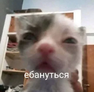 🤬 emoji Котейки:> Telegram sticker 12 of 26
