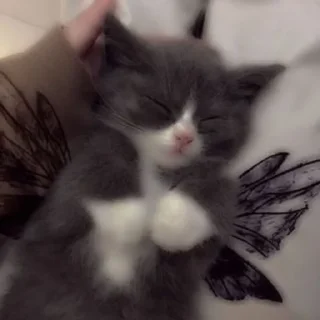 Sticker from котейки?