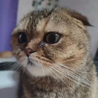 🐱 emoji леся❣❣ Telegram sticker 24 of 24