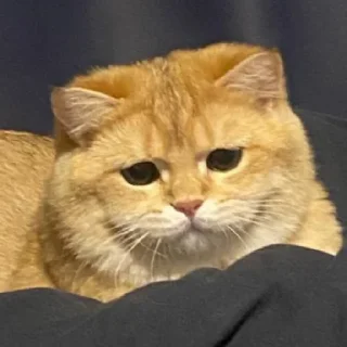😞 emoji Котёнок Ра 🥰 Telegram sticker 15 of 76