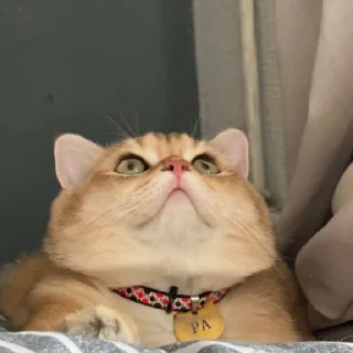😐 emoji Котёнок Ра 🥰 Telegram sticker 12 of 76