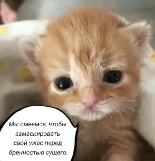 🧠 emoji Голые бляди.   @amare_shit Telegram sticker 20 of 120
