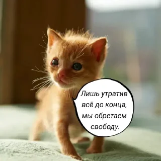 Sticker from Голые бляди.   @amare_shit