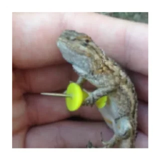 😄 emoji Ну не посредственно ящерки!! Telegram sticker 9 of 19