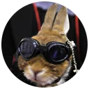 😎 emoji Хитрый кролик Telegram sticker 14 of 74