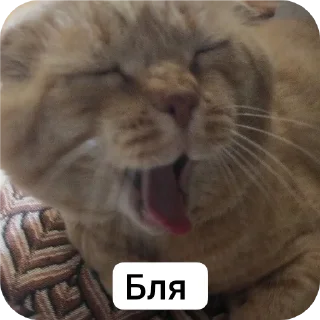 🐱 emoji Аое, солёный СП Telegram sticker 20 of 36