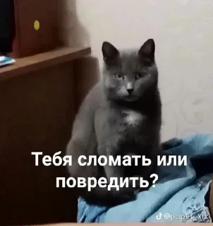 🐱 emoji Амнезиак в жопе Telegram sticker 12 of 38