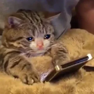 🥺 emoji Мои любимки Telegram sticker 6 of 61
