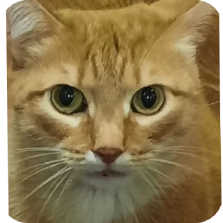 🐱 emoji Йося и Матюша Telegram sticker 23 of 45
