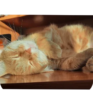 🐱 emoji Йося и Матюша Telegram sticker 20 of 45