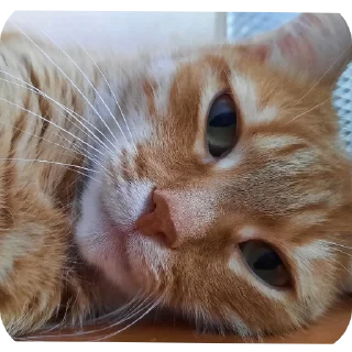 🐱 emoji Йося и Матюша Telegram sticker 18 of 45
