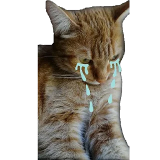 😢 emoji Йося и Матюша Telegram sticker 8 of 45
