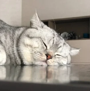 Sticker from матисс :3
