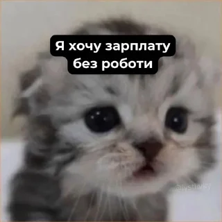😢 emoji коти Telegram sticker 16 of 87