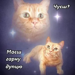 😌 emoji коти Telegram sticker 7 of 87
