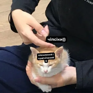 🍟 emoji коти Telegram sticker 23 of 87