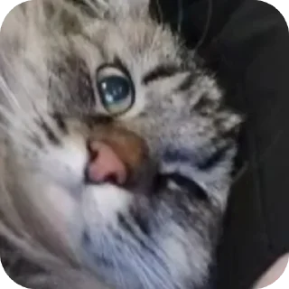 👍 emoji Пиздатики) Telegram sticker 13 of 30