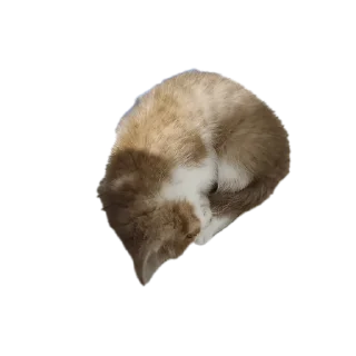 🐱 emoji Лучший котя) Telegram sticker 14 of 15