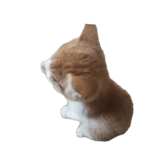 🐱 emoji Лучший котя) Telegram sticker 15 of 15