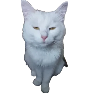 🐱 emoji кота вттвоиктту Telegram sticker 7 of 16