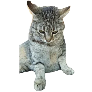 🐱 emoji кота вттвоиктту Telegram sticker 11 of 16
