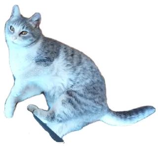 🐱 emoji кота вттвоиктту Telegram sticker 9 of 16