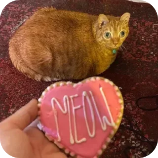 ❤ emoji Пучеглазый кот Telegram sticker 11 of 40