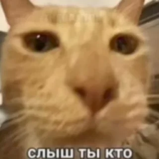 🥸 emoji Втф Telegram sticker 10 of 13