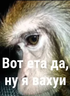 Sticker from Обычный Пак @CoddyOrbit