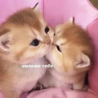 💗 emoji для саши 💗💗💗 Telegram sticker 1 of 39