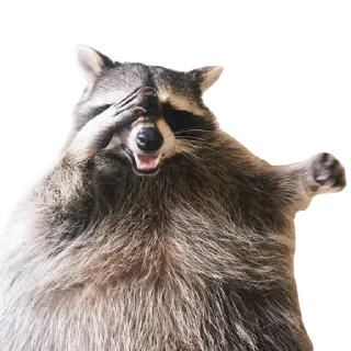 🤦‍♂ emoji RACCOON Telegram sticker 11 of 57