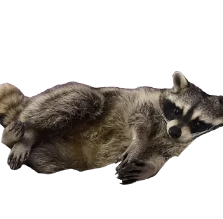 😴 emoji RACCOON Telegram sticker 17 of 57