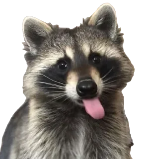 😝 emoji RACCOON Telegram sticker 7 of 57