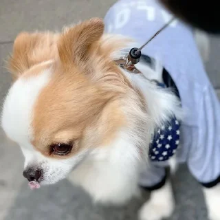 🐕 emoji Toshi Telegram sticker 14 of 85